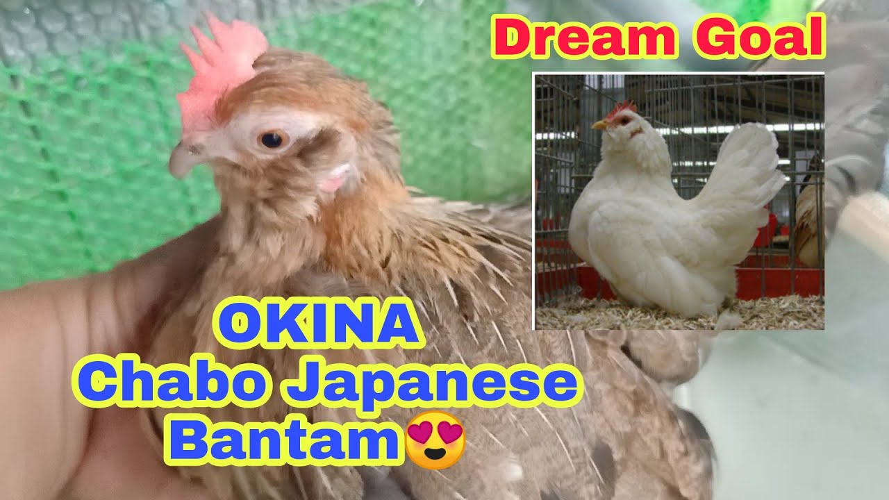 JAPANESE BANTAM SA CALOOCAN DUMAMI NA 😍 MY PROJECT OKINA CHABO PA