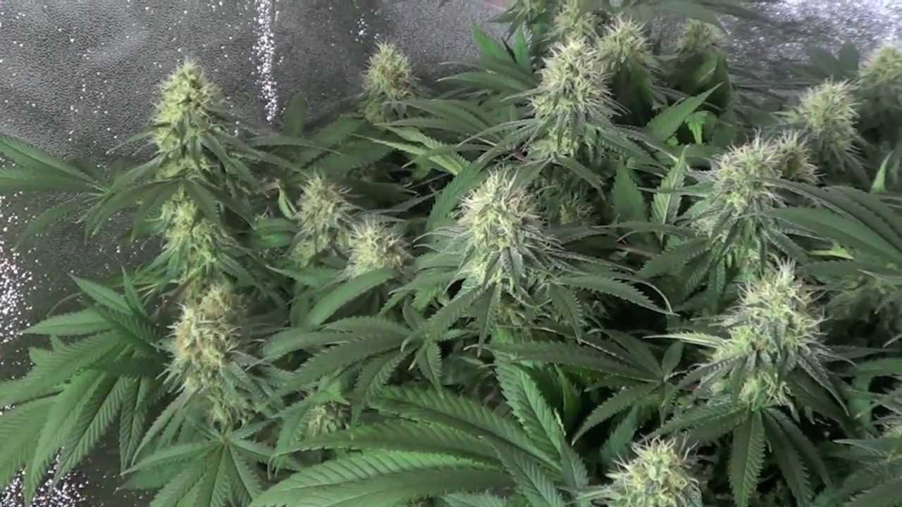 (6) DS-XML-350 LED Grow Light Review - www.AdvancedLEDLights.com -SUPERSOIL