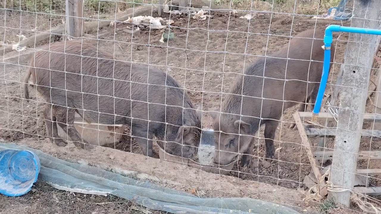 เลี้ยง​หมูป่า​พ่อพันธุ์​ไว้ผสมพันธุ์​ พ่อพันธุ์​หมูป่า​งาม​ เลี้ยง​หมูป่า​พ่อพันธุ์​หลัง​บ้านด