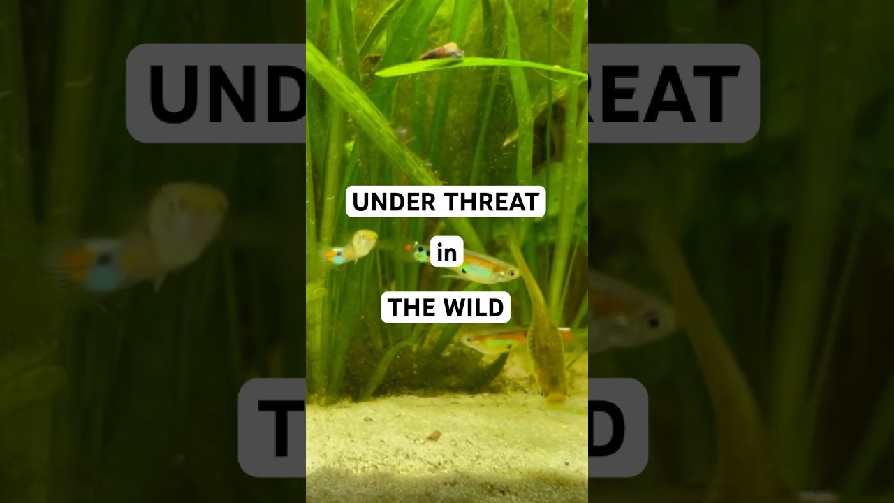 Endler's Guppy is under THREAT in the wild