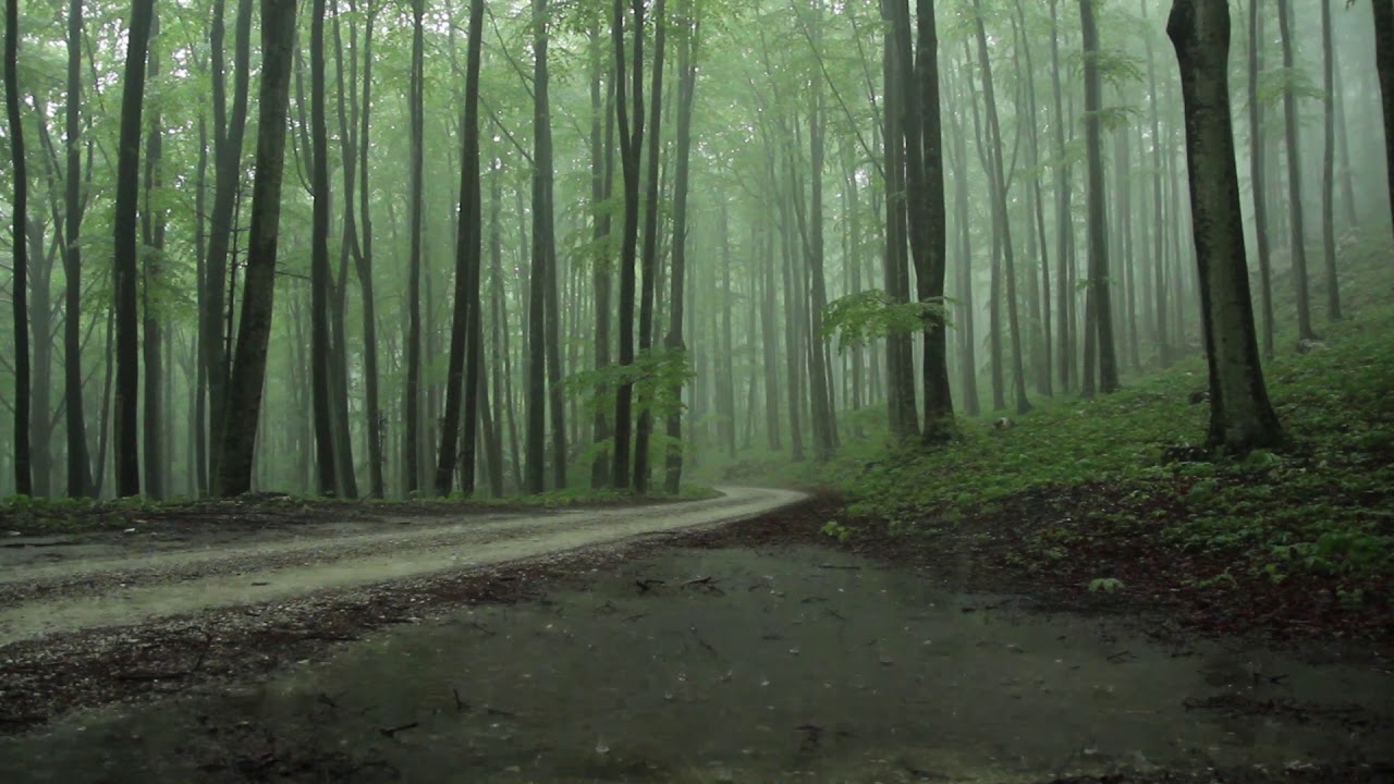 Rain Sounds 8 Hours / The Sound of Rain Falling in a Foggy Forest / Relaxing