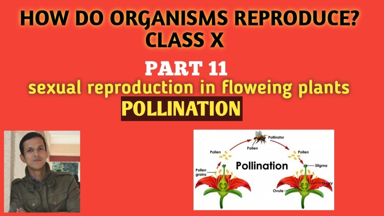 #Howdoorganismsreproduce  #pollination #class10Bio