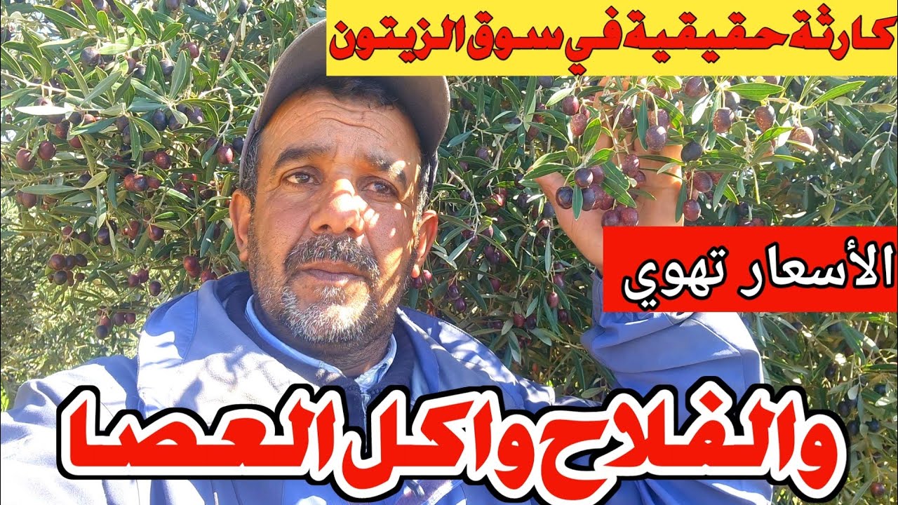 كارثة في سوق الزيتون بالمغرب.. الشناقة يسقطون الأسعار والفلاح يخسر كل شيء!