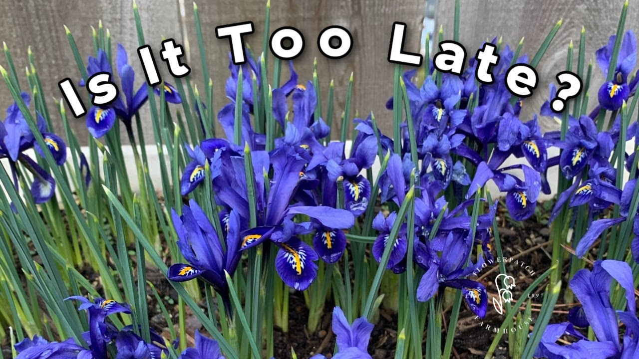 Alliums and Iris Reticulata...Can I Plant Spring Bulbs this Late?