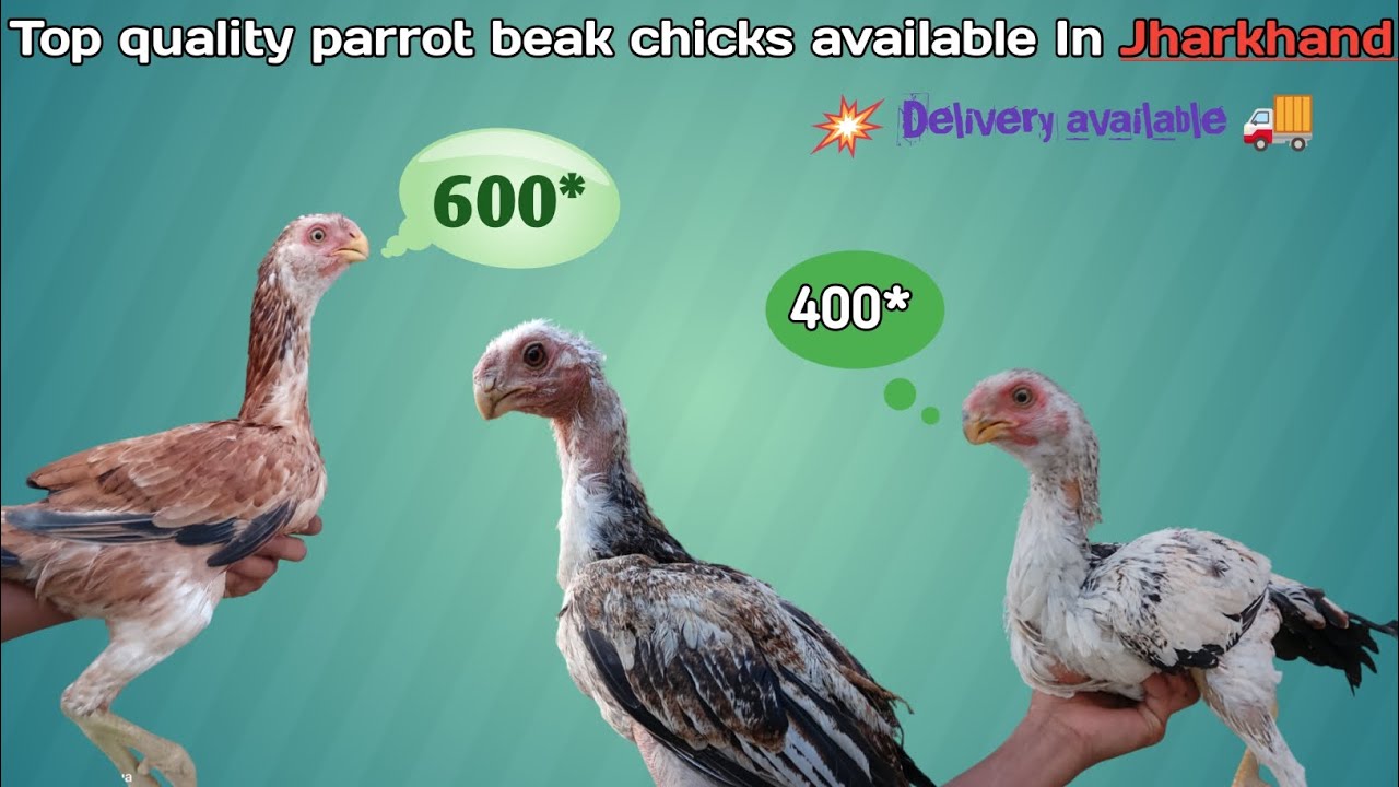Top quality parrot beak aseel murga in low budget || Jharkhand 
