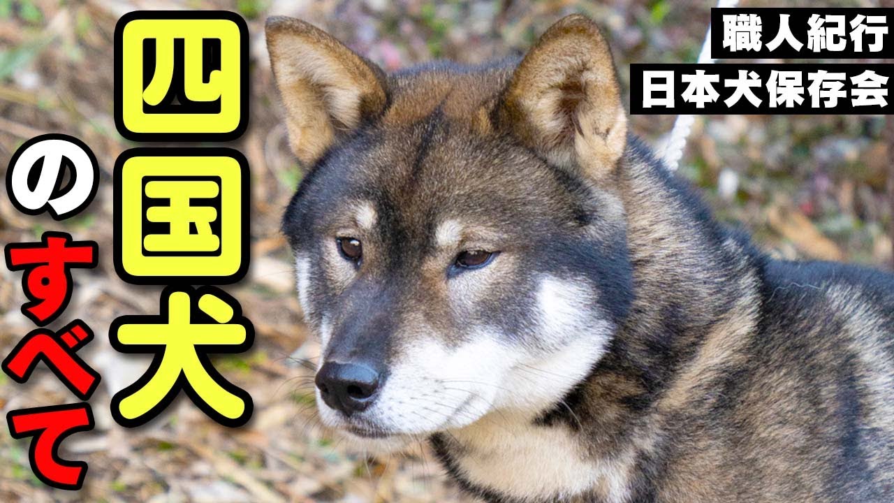 四国犬ってどんな生き物？【職人紀行：日本犬保存会】