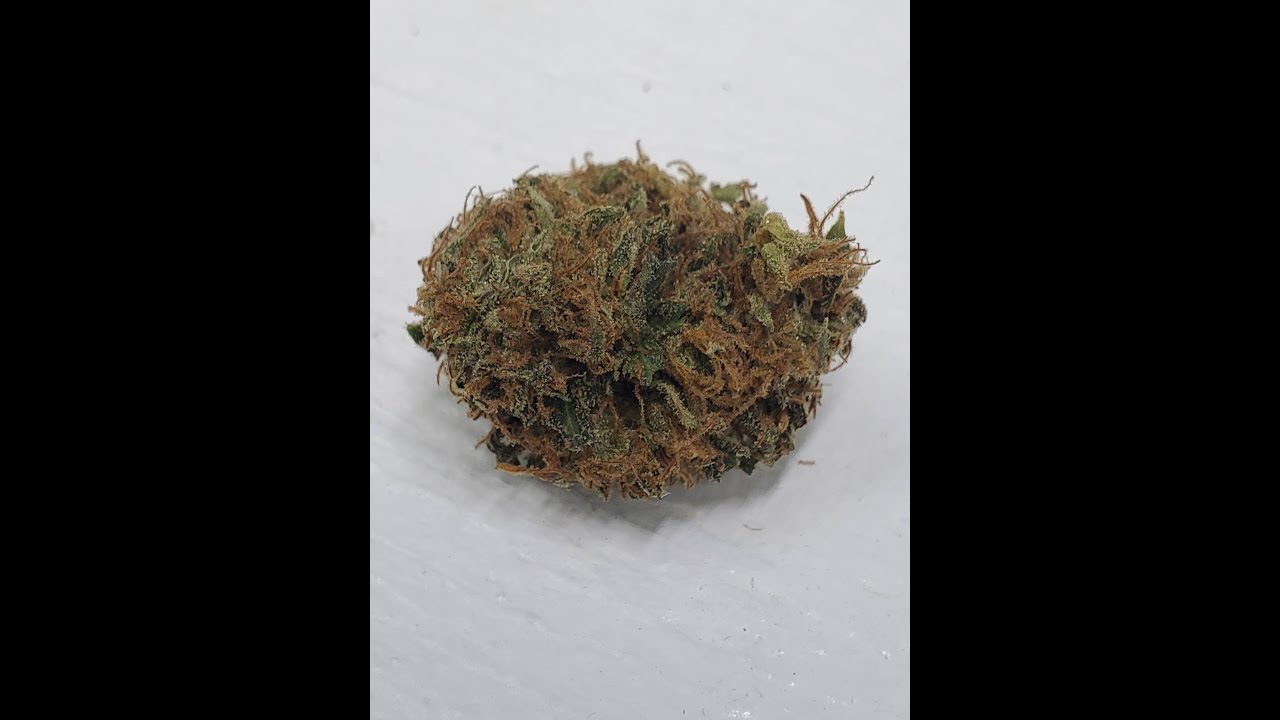The Colorado Highest Regards Live Cannabis Review: Pinkman Goo X Gorilla Glu Grown By Me