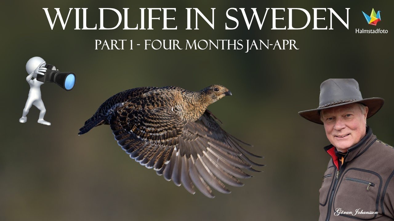 WILDLIFE PHOTOGRAPHY II Bird photography in Sweden Year 2024. Part 1. Four month - January to April