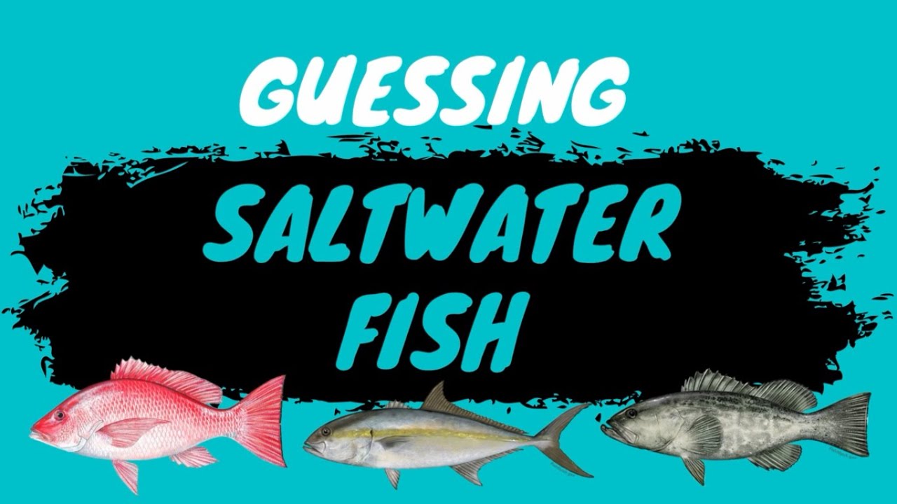 Guessing Salt Water Fish Trivia #saltwaterfishing #sealife #fish #fishing #saltwater #nature #india