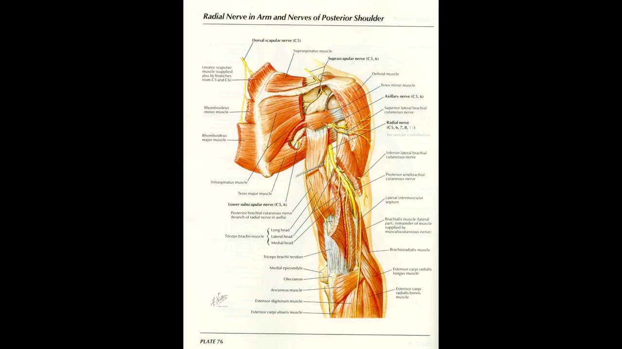 Orthopaedic Case Presentation Plate 76