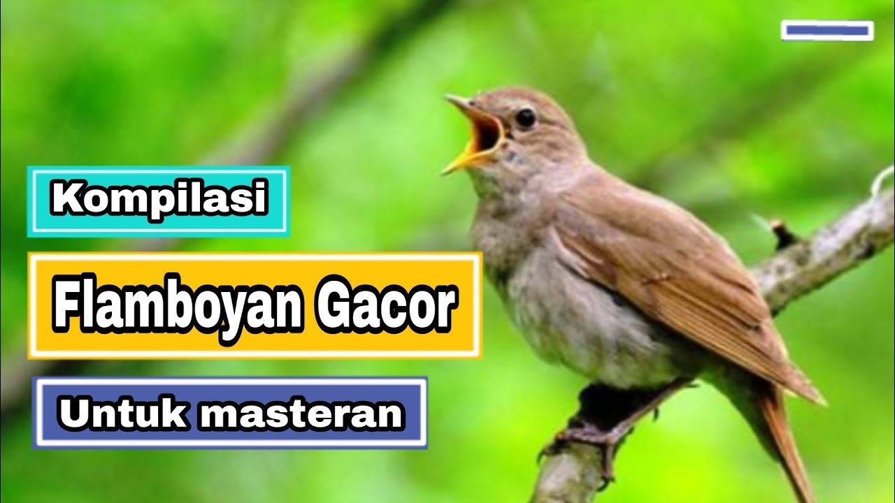 SUARA BURUNG FLAMBOYAN || FULL BESETAN NEMBAK PANJANG || NGEBREN RAPET DURASI PANJANG