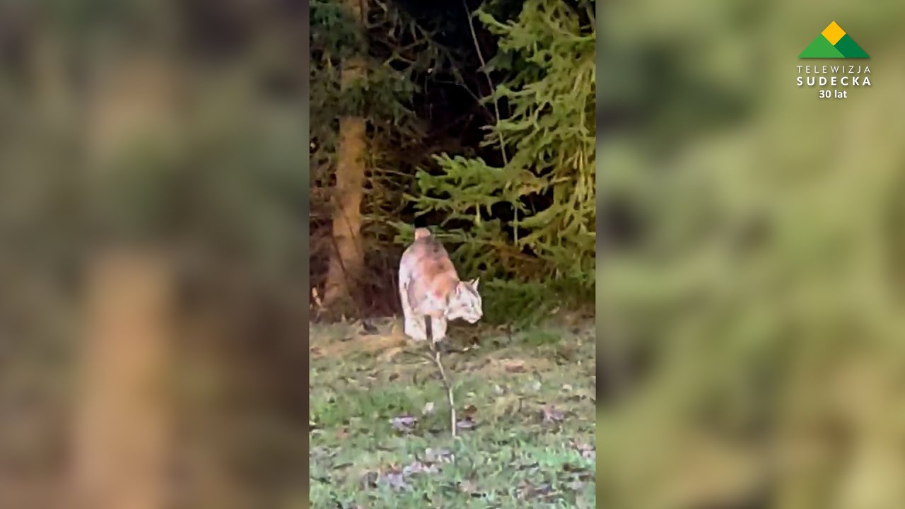Ryś o imieniu Roki pojawił się w Nadleśnictwie Jugów