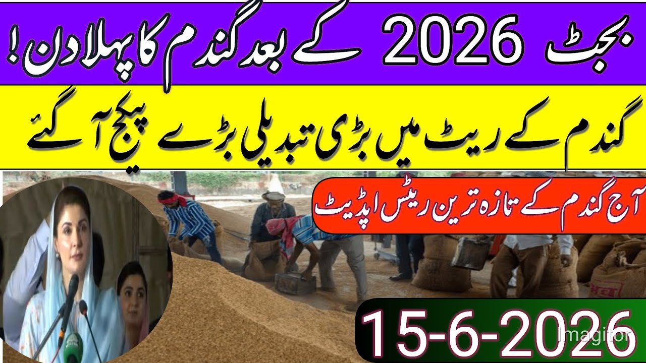 New Gandum Rates Today 2026 || New Wheat Price Today l| Gundam kay RatesToday 2026