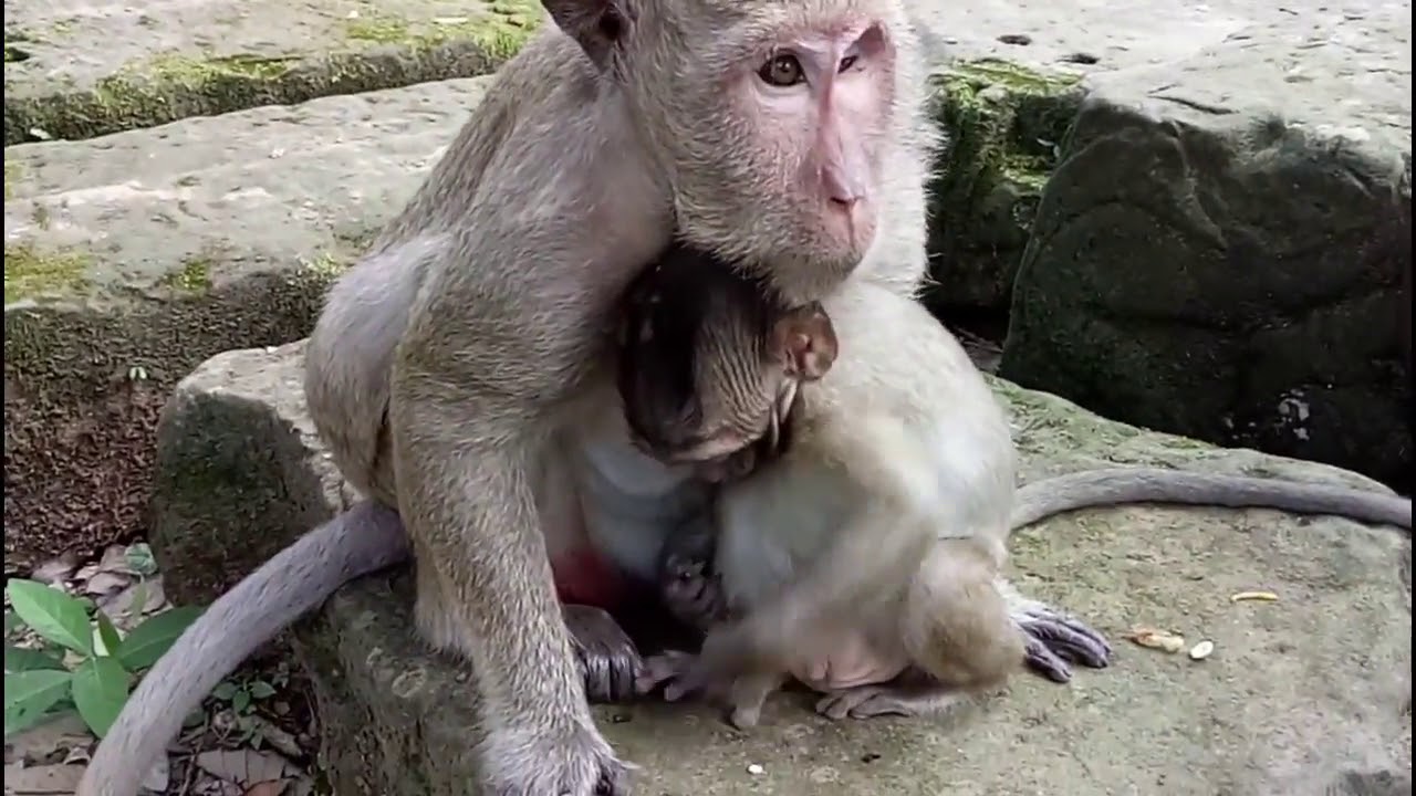 Why Baby Always Cry To Disturb Mum Like This ST653 Mono Monkey
