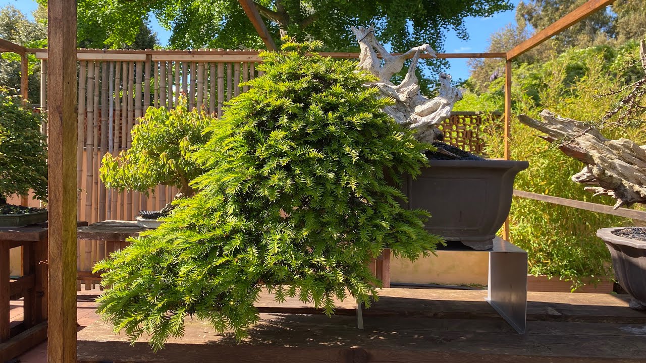 Taxus: quando inizia a vegetare?
