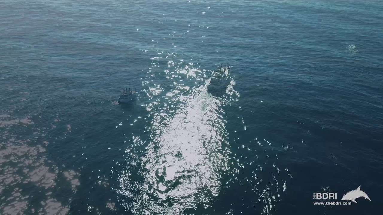 BDRI scientists studying blue whales in Spanish waters