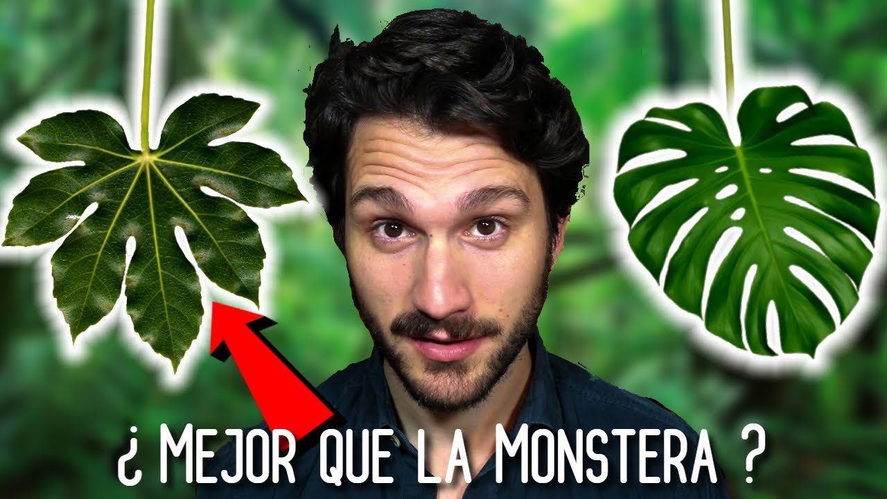 ARALIA japonica 🉐 Plantas de INTERIOR resistentes al FRÍO ❄️