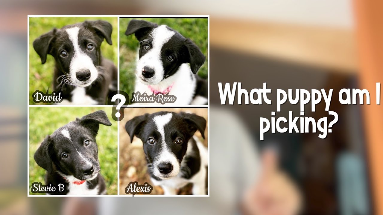 Puppy Selection: How I Do It and Why I Didn't This! Time #36