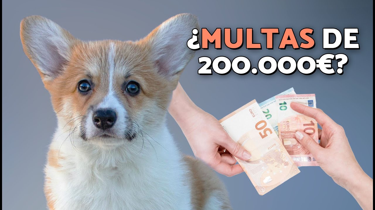 ⚠️ NORMATIVAS para PERROS 2026 | Lo que DEBES saber YA 📢 (Curso, Seguro, Multas)