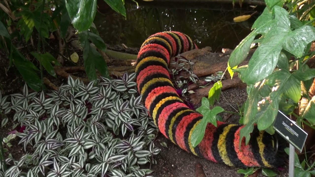 Alexis Tricoire anime les serres du jardin des plantes à Paris