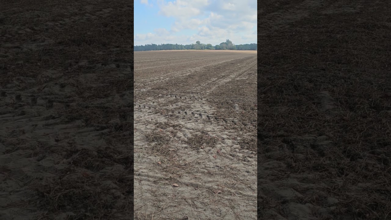 PEANUTS!!! #southgeorgia #farming #southernliving #south #southerncrop
