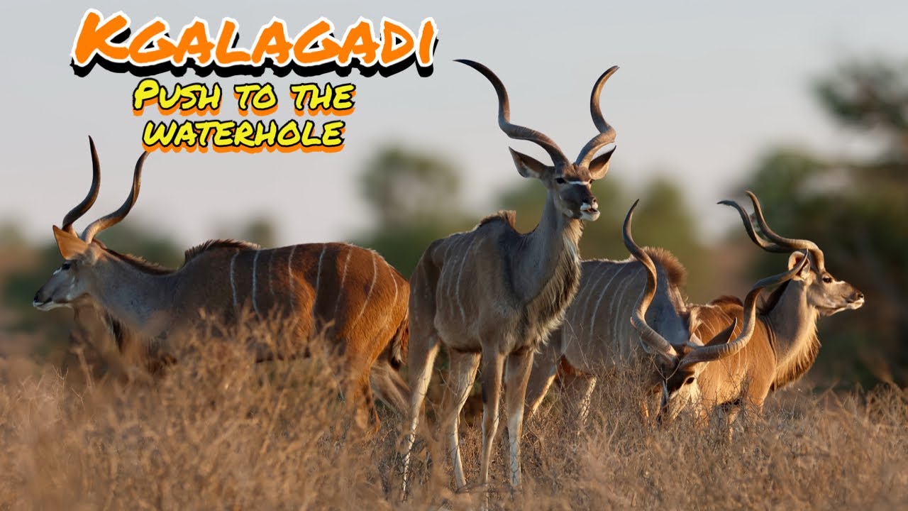 Kgalagadi 6 - Push to the waterhole | Kgalagadi Transfrontier Park in Summer | Nossob | South Africa