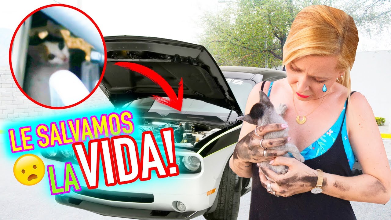 💔¡RESCATAMOS un GATITO ABANDONADO! 😿 | Familia Carameluchi 👨‍👩‍👧‍👦