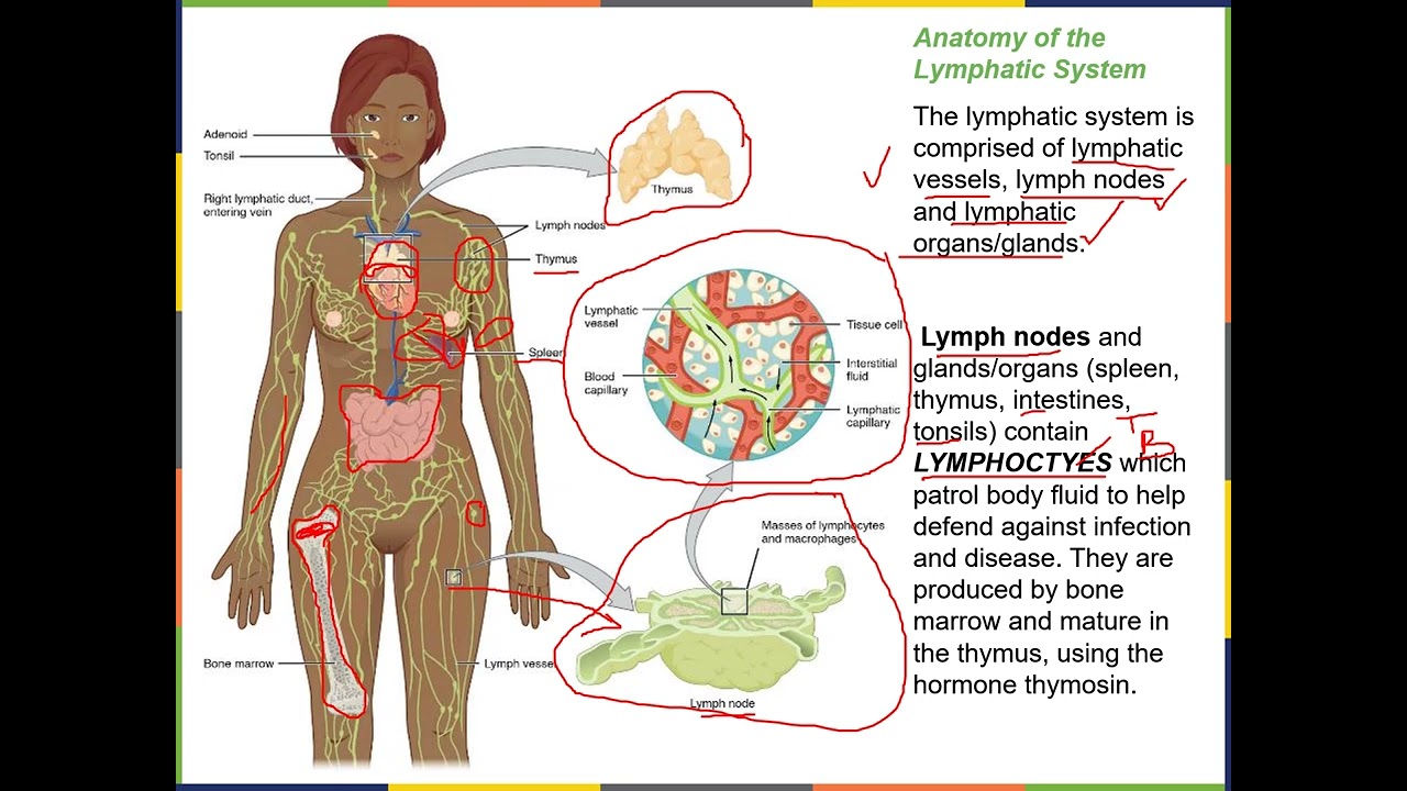 The Lymphatic & Immune System Narration #1Video