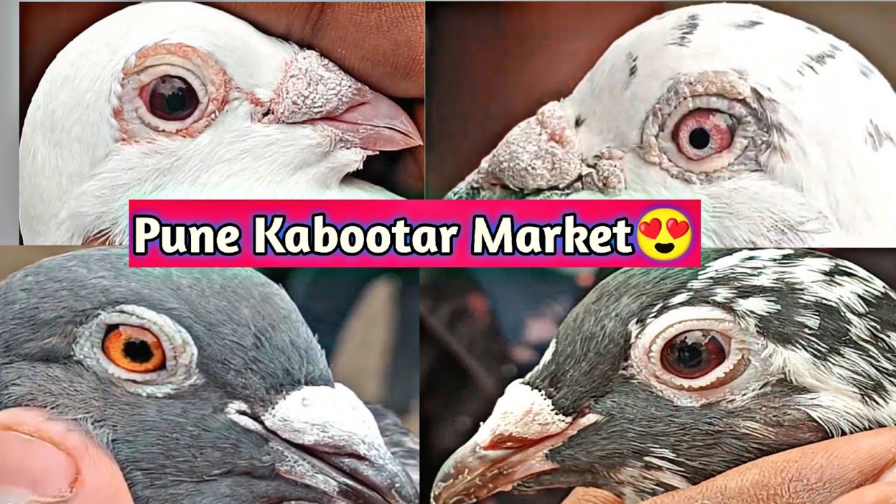 Pune Kabootar Market 2025😍 | Racing,High Flyer And Fancy pigeons