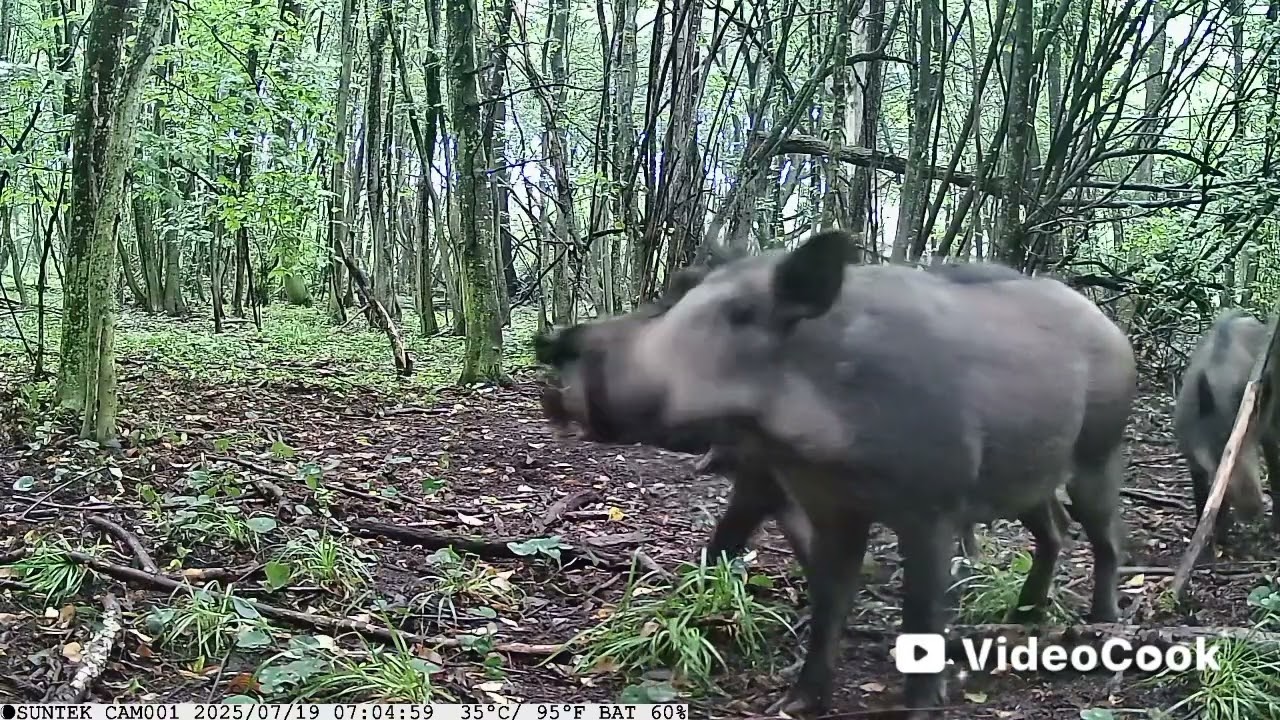 Хрюшки на солонці 