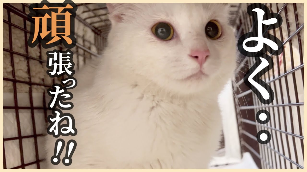 野良猫シロちゃん、病院から帰ってきました！でも病気の可能性が…