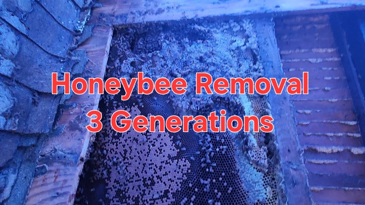 Honeybee Removal: 3 Generations