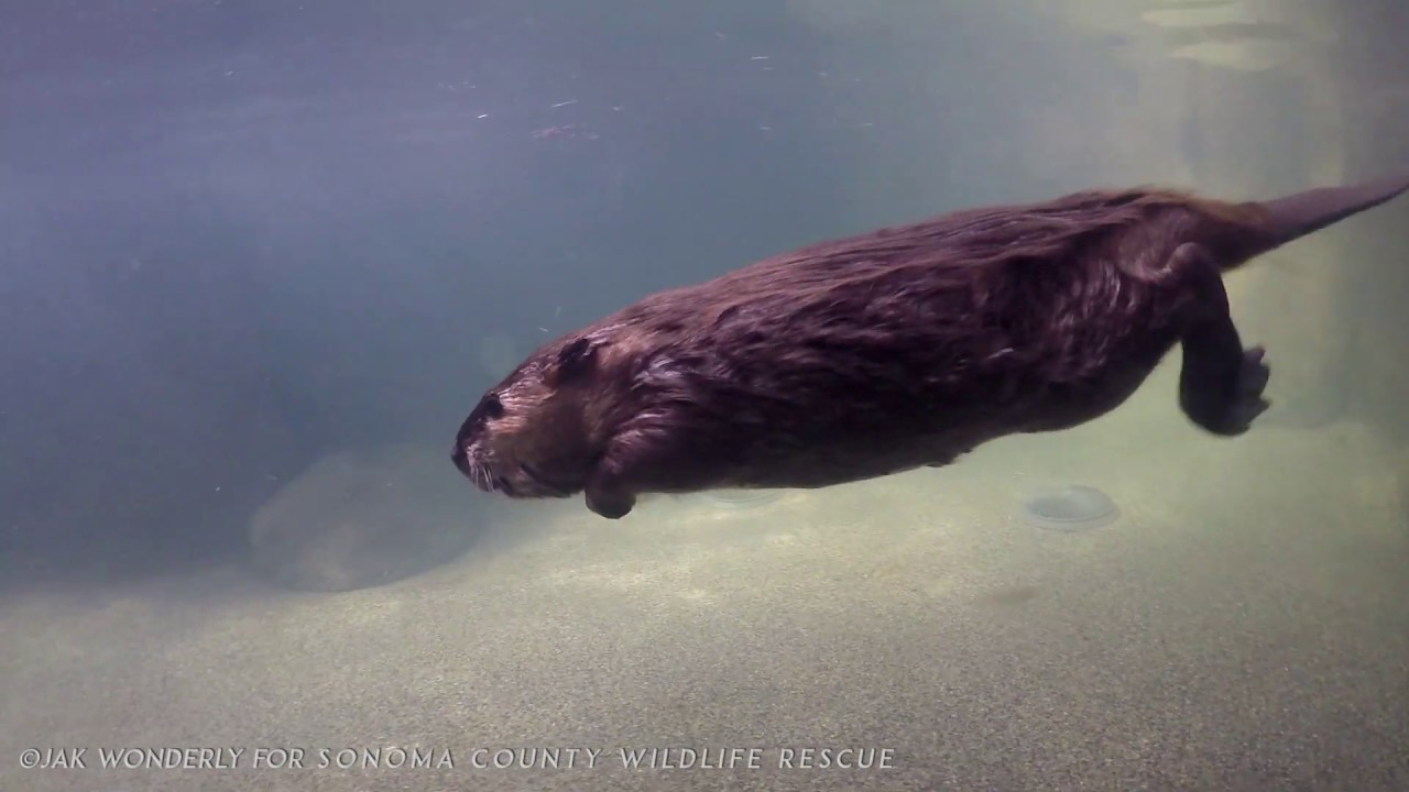 Swimming Beaver - Underwater - Wildlife Rehabilitation