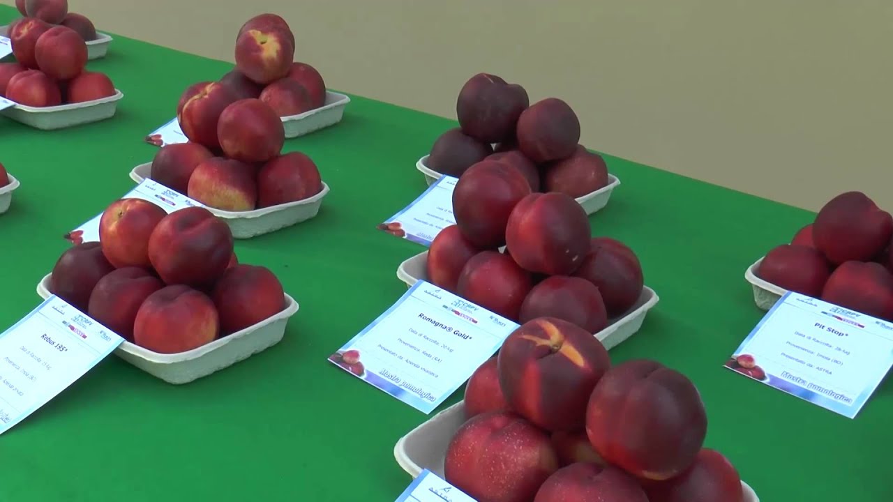 WellFood - Innovazione varietale delle drupacee