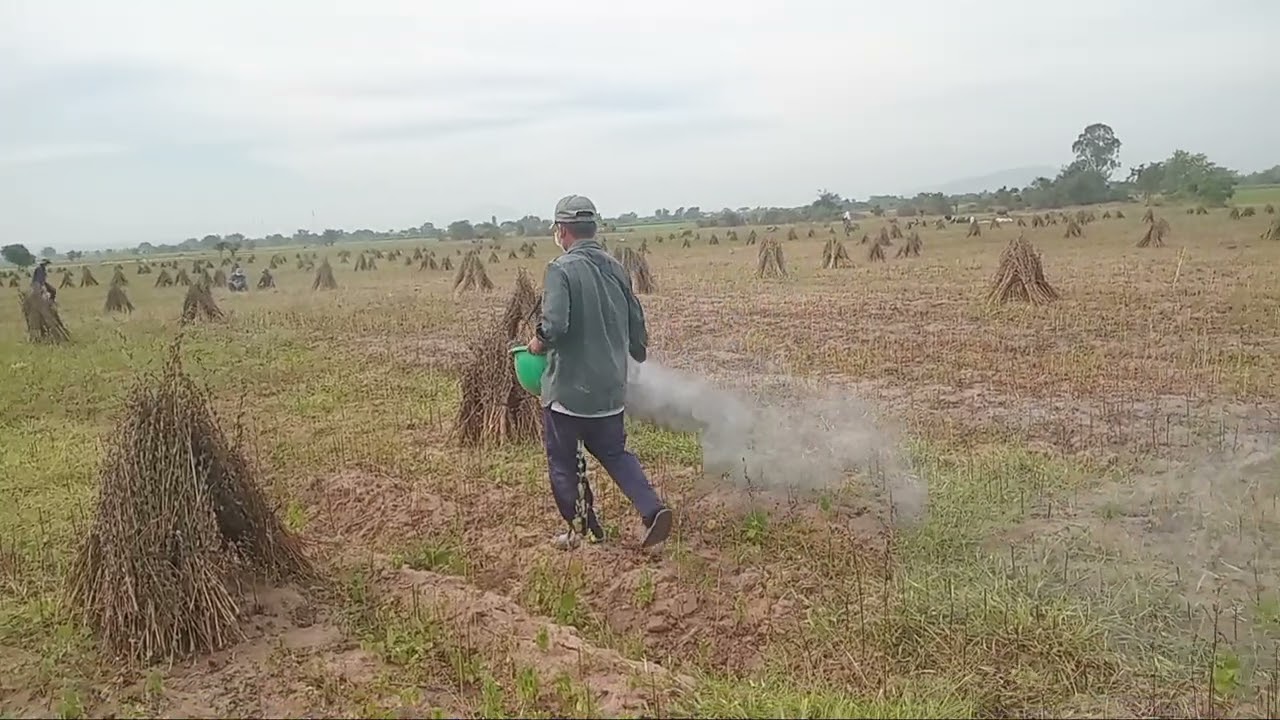 Giải Pháp cho cây Mè ( Sesame)chung sống Hòa bình với cỏ.