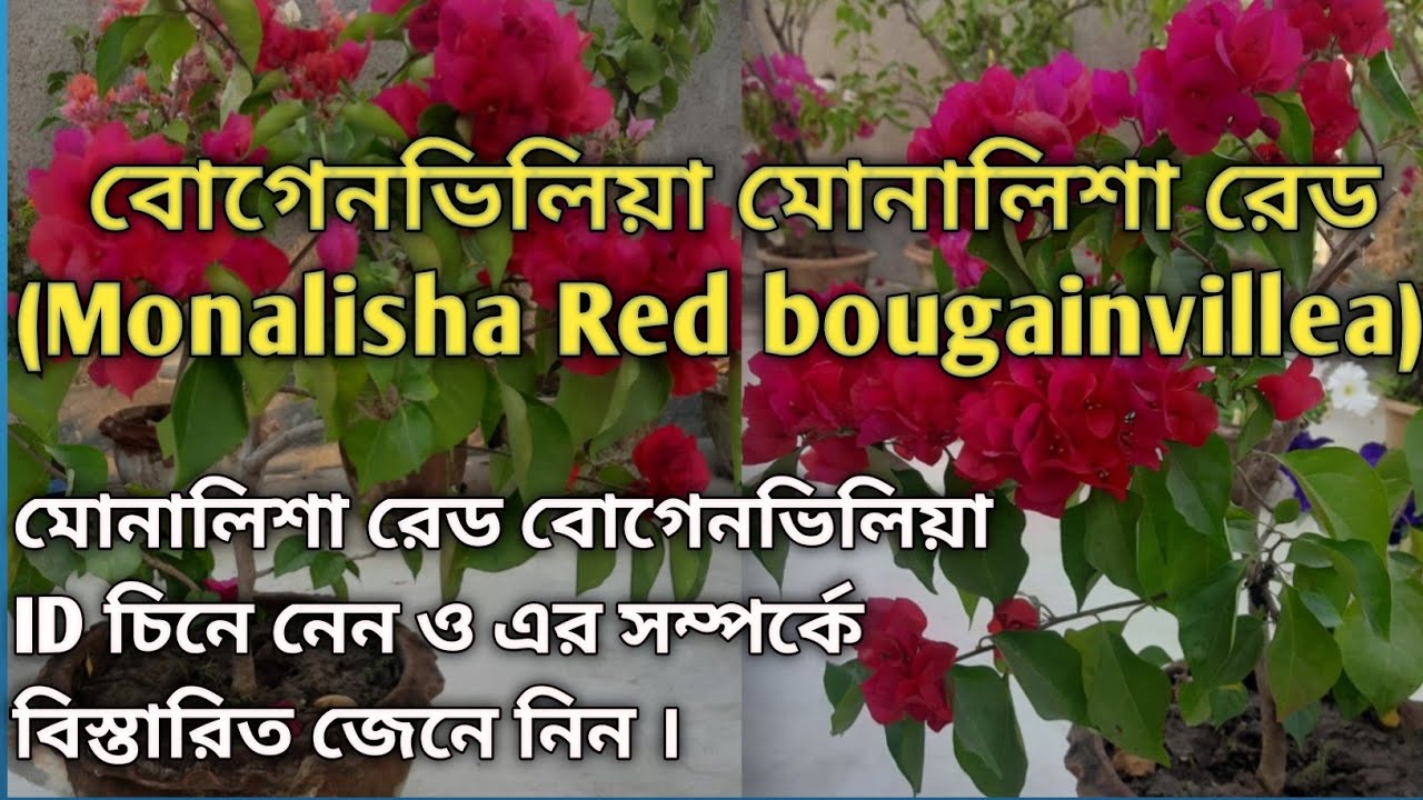 বোগেনভিলিয়া মোনালিশা রেড  (Monalisha  Red Bougainvillea)