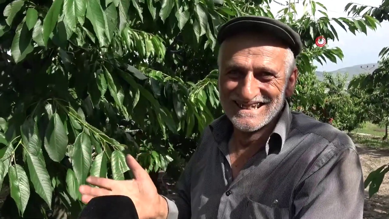 Tokat Kirazı Avrupa Yolcusu