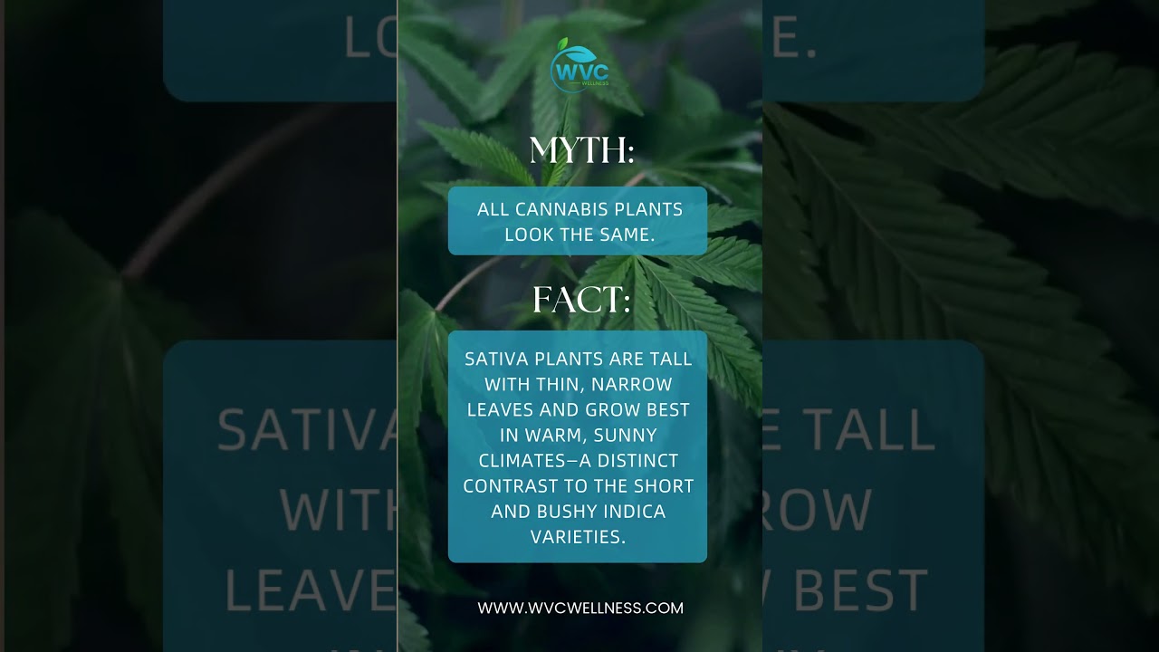 Sativa Secrets: Why All Cannabis Plants Aren&rsquo;t the Same 🌿 | Know Your Strain!