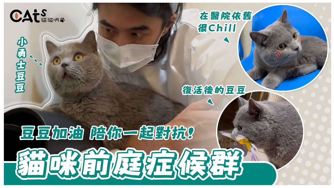 前庭症候群突發！半夜緊急送急診！ 有養毛孩的一定都要多加注意！