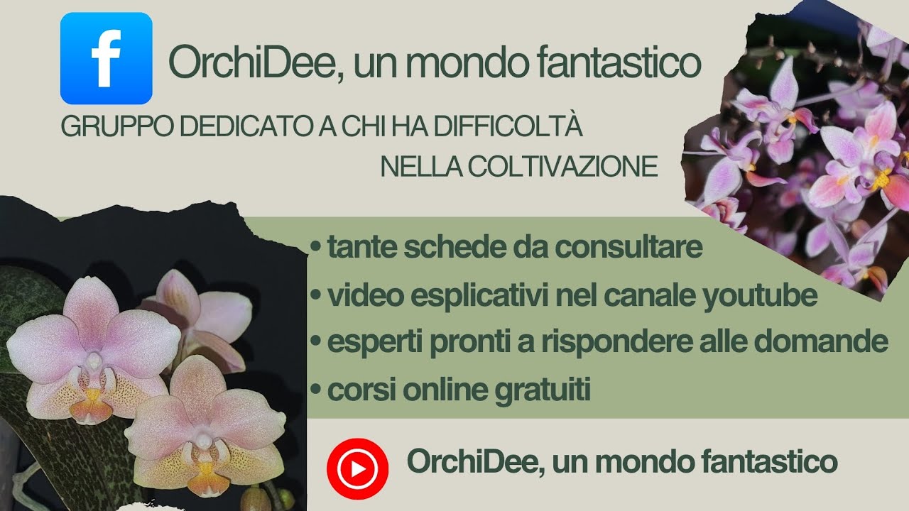 Oggi rinvaso del Dendrobium amethystoglossum 