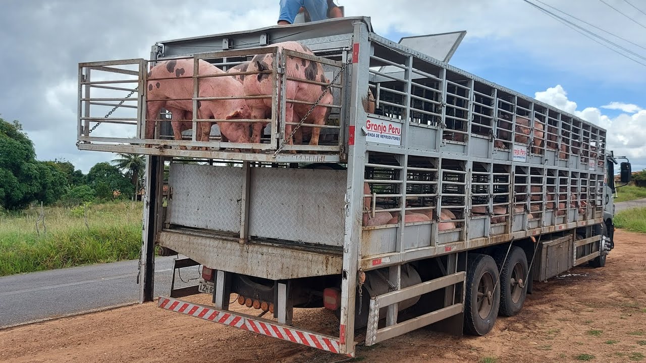 PIETRAIN ELITE DA GRANJA PERU CHEGANDO PARA PRODUZIR OS PINTADINHOS | CIEL SUÍNOS