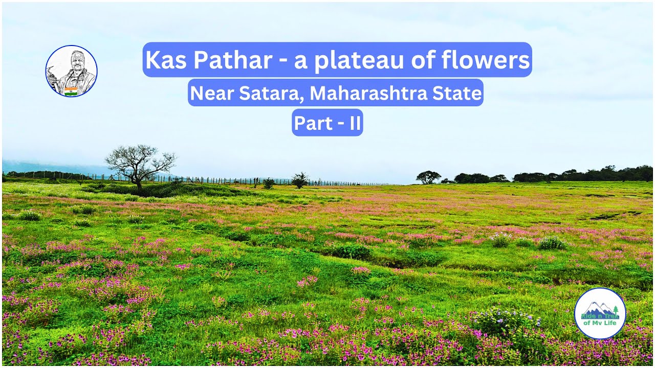 कास पठार-धरती पर स्वर्ग-Part II | ARVIND VASAVE | @avasave8282 | #KasPlateau#VajraeeWaterFall#Kaas