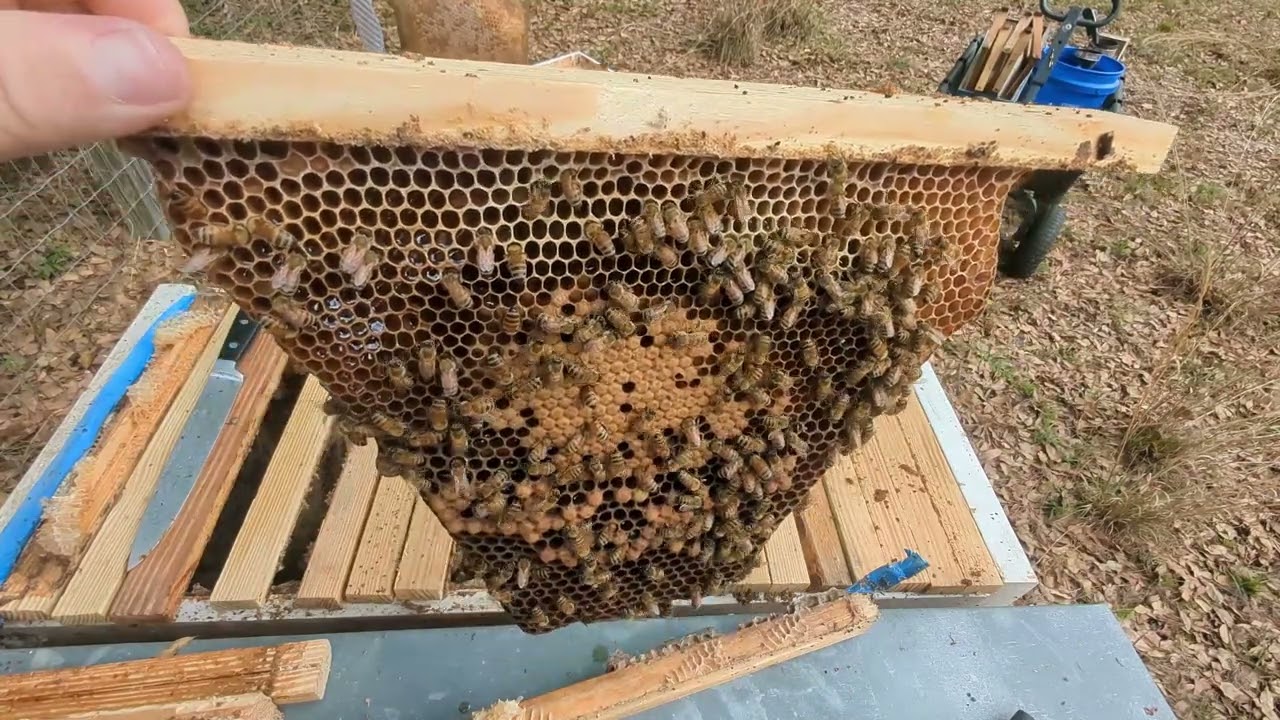 Checking on and Correcting a Top Bar Hive
