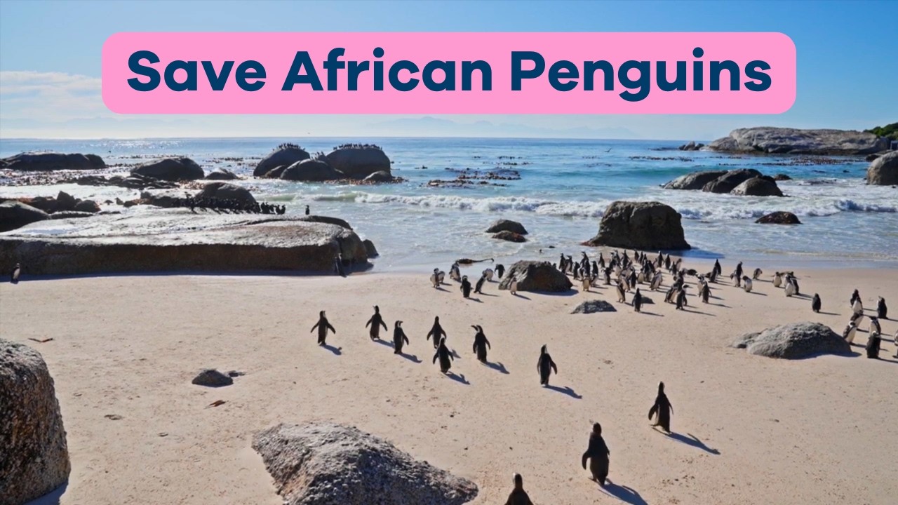 Save African Penguins