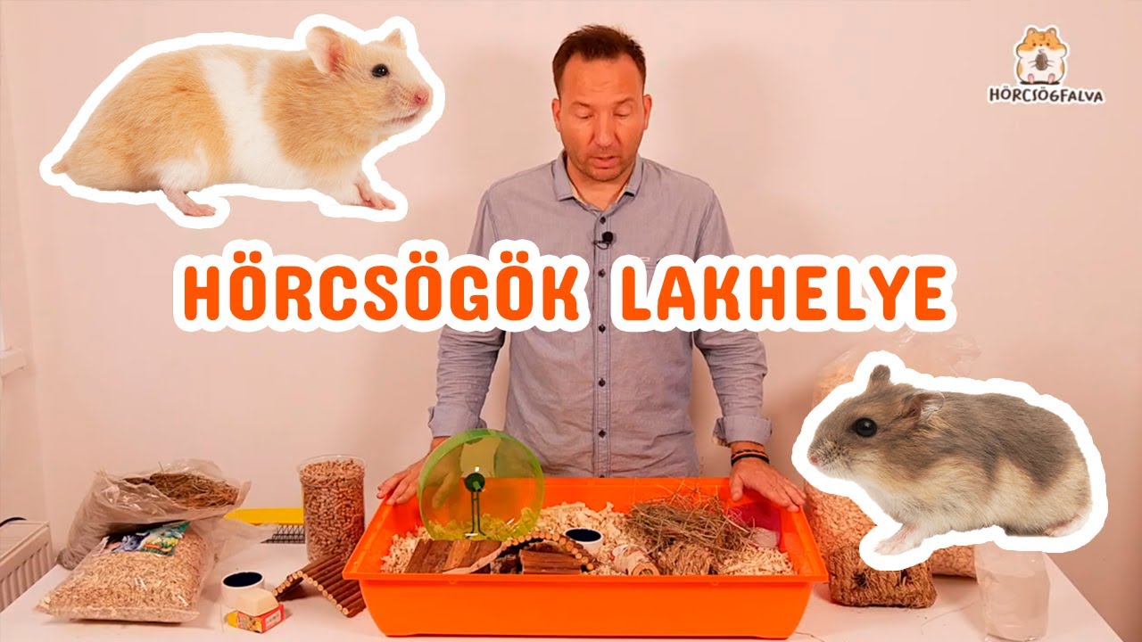 Amit a 🐹 hörcsög tartásáról tudni kell! + 1 legfontosabb dolog a hörcsögketrecbe 🐹!!