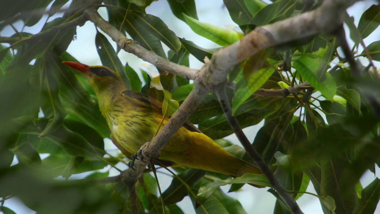 Birds of Tadoba