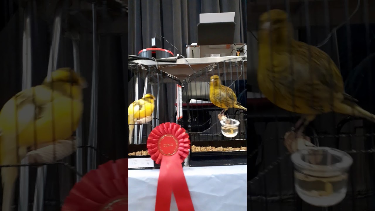 Border canaries, BBFCC 2019 Show,best 10 Champion borders.