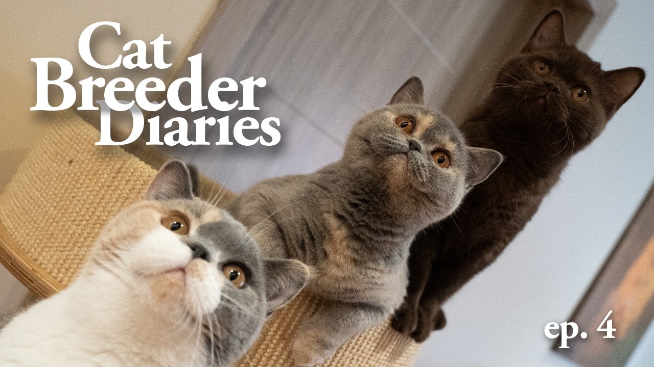 Дневник заводчика кошек, выпуск 4: Что нового в нашем питомнике?