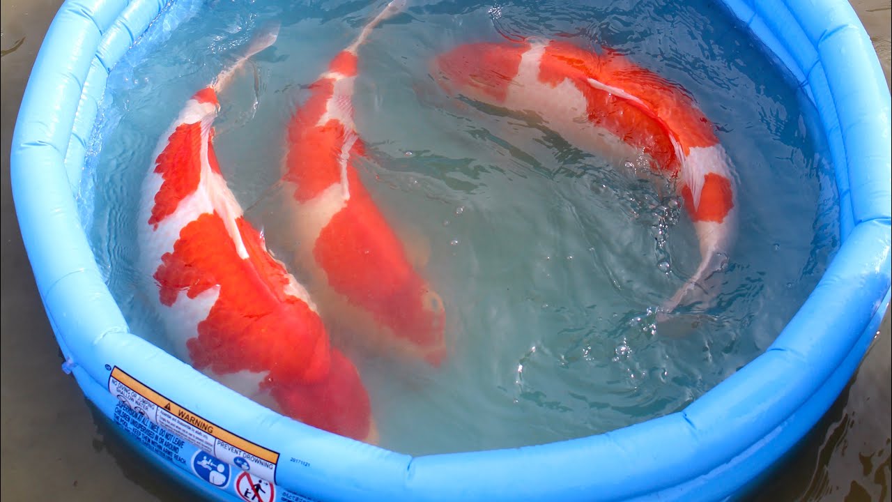 JUMBO KOI! Torazo Main Koi Harvest 2020