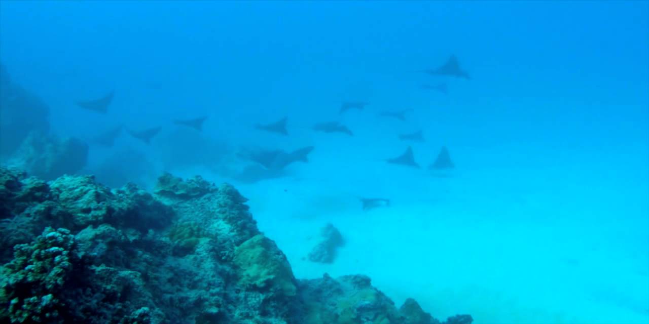 Raies L&eacute;opard @ Tahiti
